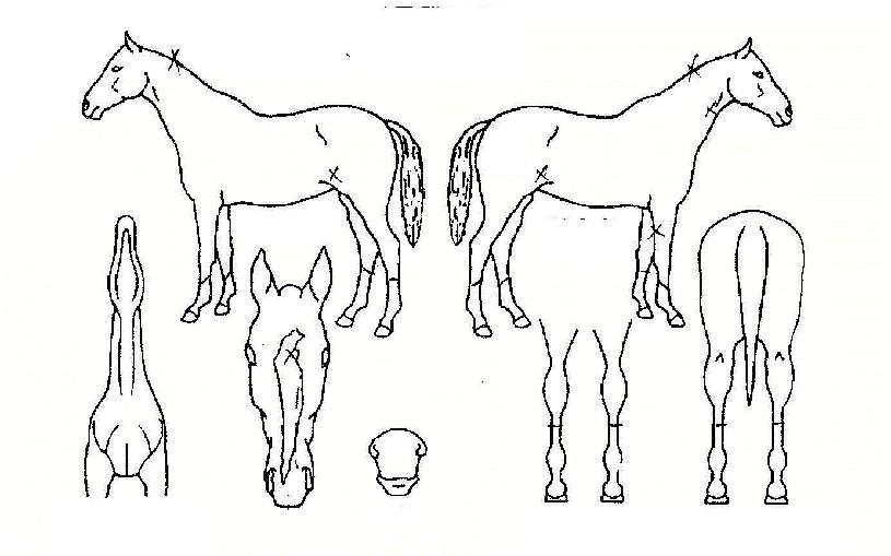 À¯ºñ¹«È¯ÀÇ Ãø¸é,¿ì¸é,µÞ¸é,µÎ»ó,´Ù¸®ÀÇ Æ¯Â¡µµÇØ