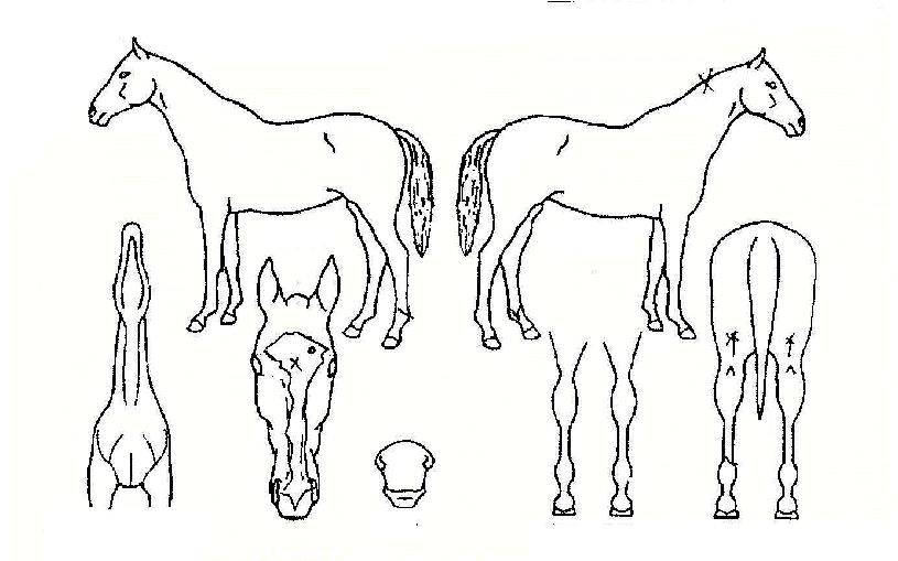 ÆÐ½ºÆ®À©µåÀÇ Ãø¸é,¿ì¸é,µÞ¸é,µÎ»ó,´Ù¸®ÀÇ Æ¯Â¡µµÇØ