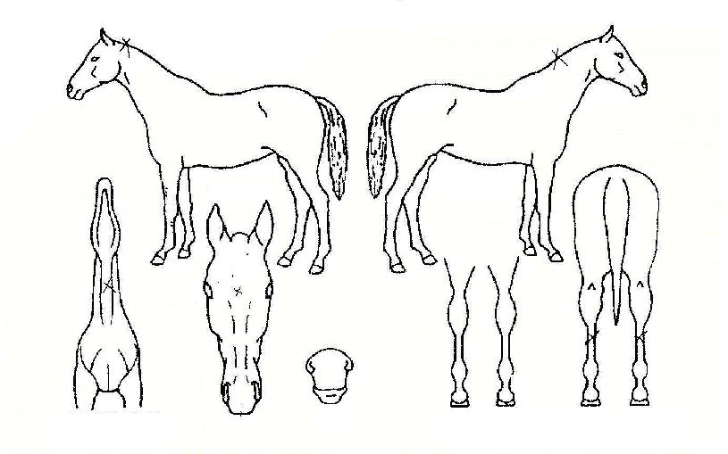 ����� ����,���,�޸�,�λ�,�ٸ��� Ư¡����