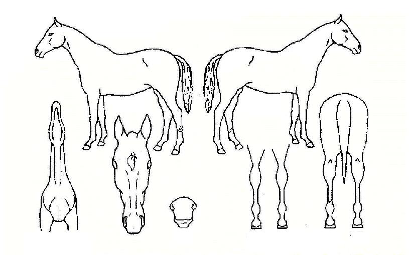 Æ®¸®ÇÃÄýÀÇ Ãø¸é,¿ì¸é,µÞ¸é,µÎ»ó,´Ù¸®ÀÇ Æ¯Â¡µµÇØ