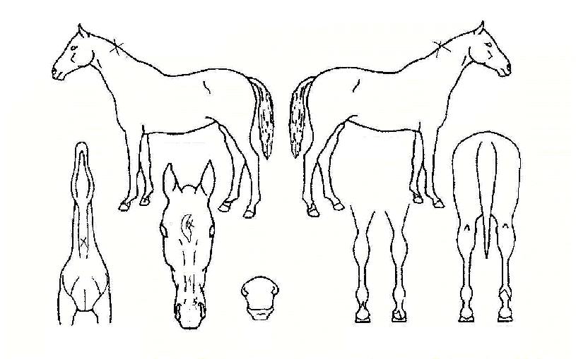 �������º��� ����,���,�޸�,�λ�,�ٸ��� Ư¡����