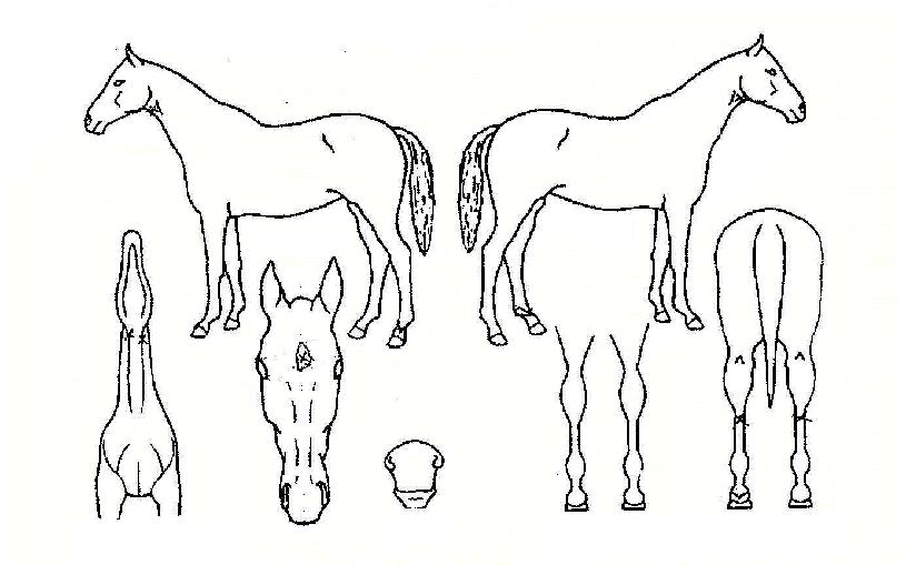 ��Ȳ���� ����,���,�޸�,�λ�,�ٸ��� Ư¡����