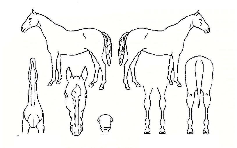 ÆÄ¿öÁúÁÖÀÇ Ãø¸é,¿ì¸é,µÞ¸é,µÎ»ó,´Ù¸®ÀÇ Æ¯Â¡µµÇØ