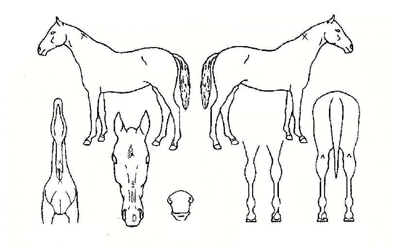 �����ǵ��� ����,���,�޸�,�λ�,�ٸ��� Ư¡����