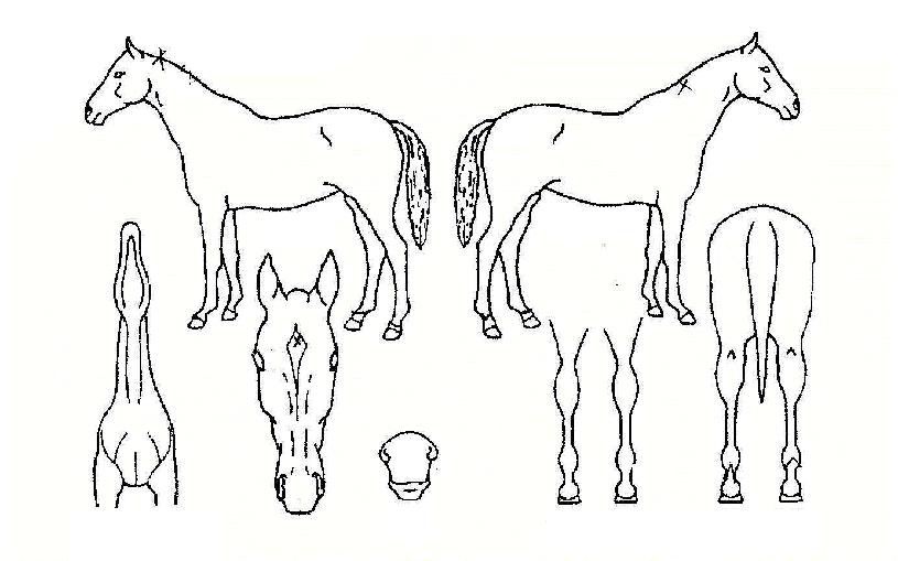 ��κ��� ����,���,�޸�,�λ�,�ٸ��� Ư¡����