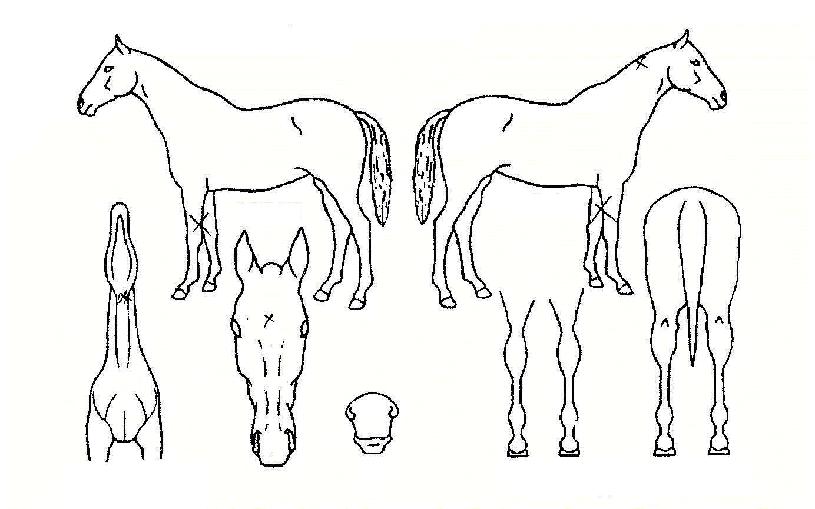 ���ѹ����� ����,���,�޸�,�λ�,�ٸ��� Ư¡����