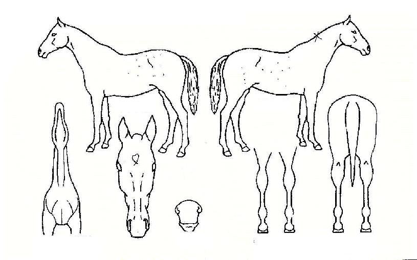 �ʽ������� ����,���,�޸�,�λ�,�ٸ��� Ư¡����