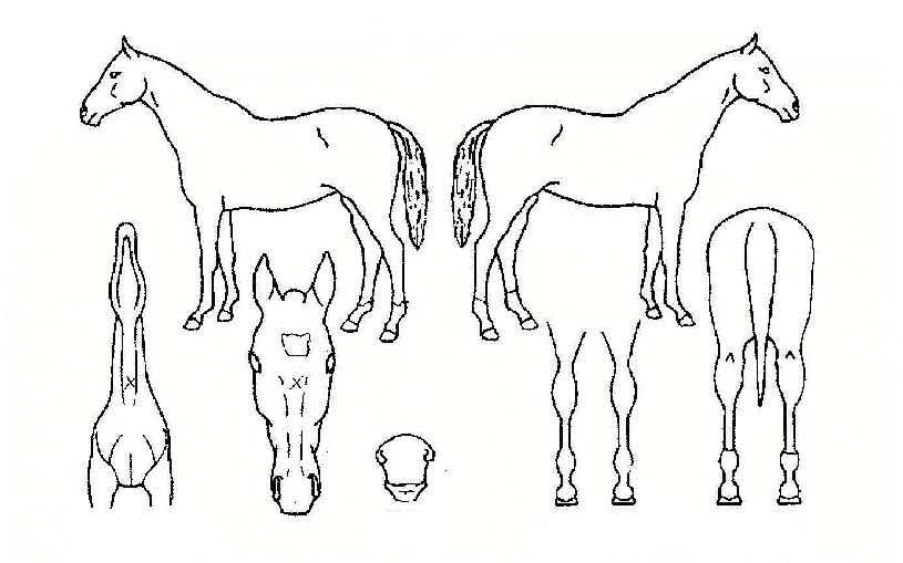 ³ë½º¾Öµé·¹À̵åÀÚ¸¶ÀÇ Ãø¸é,¿ì¸é,µÞ¸é,µÎ»ó,´Ù¸®ÀÇ Æ¯Â¡µµÇØ