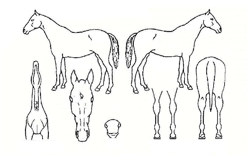 ������ƾ�� ����,���,�޸�,�λ�,�ٸ��� Ư¡����