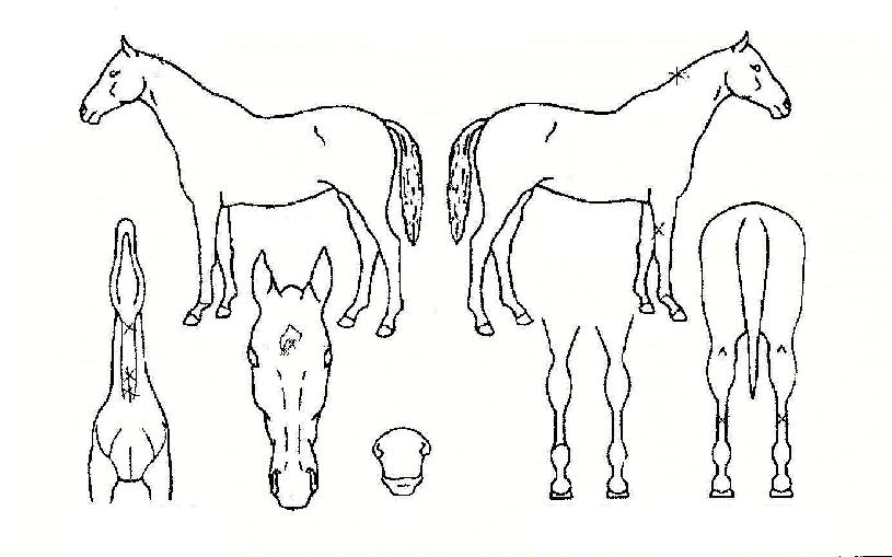 ���������� ����,���,�޸�,�λ�,�ٸ��� Ư¡����