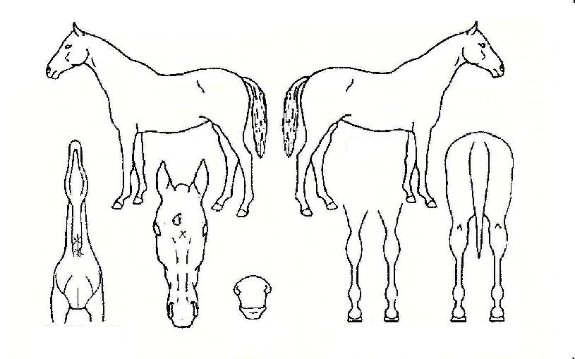 ¹Ì»çÀÏÀÇ Ãø¸é,¿ì¸é,µÞ¸é,µÎ»ó,´Ù¸®ÀÇ Æ¯Â¡µµÇØ