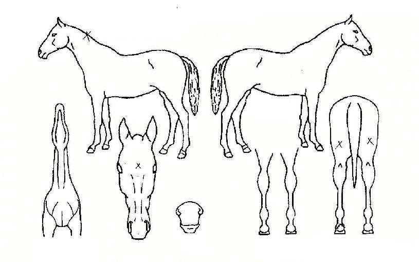 µµ½Ã·ÎÀÇ Ãø¸é,¿ì¸é,µÞ¸é,µÎ»ó,´Ù¸®ÀÇ Æ¯Â¡µµÇØ