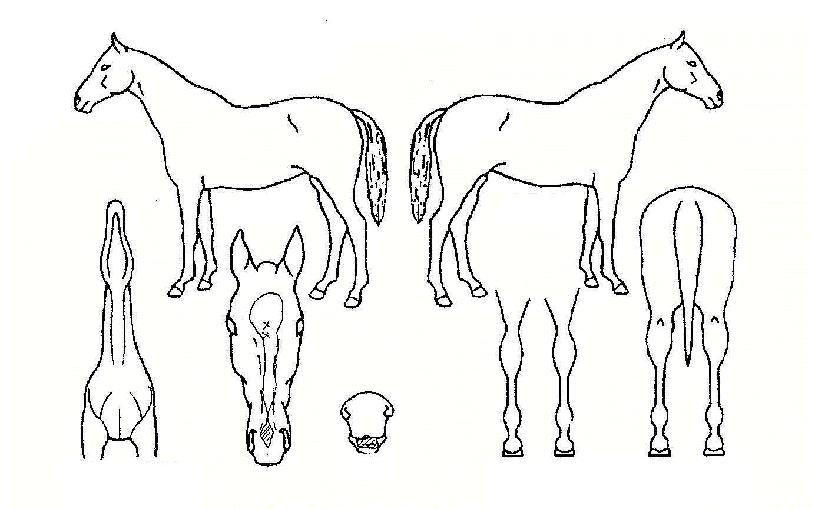 �۰����� ����,���,�޸�,�λ�,�ٸ��� Ư¡����