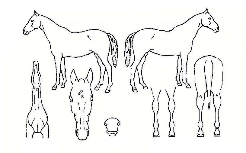 �����İ����� ����,���,�޸�,�λ�,�ٸ��� Ư¡����