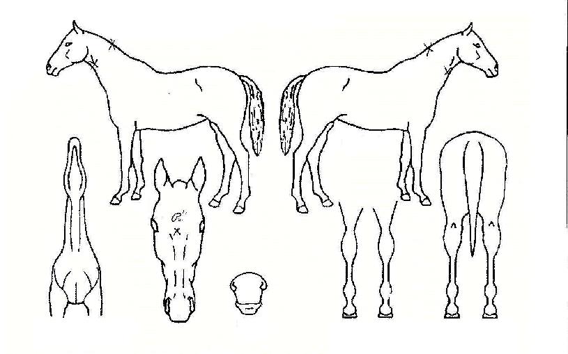 ¿îÁß±ºÀÇ Ãø¸é,¿ì¸é,µÞ¸é,µÎ»ó,´Ù¸®ÀÇ Æ¯Â¡µµÇØ