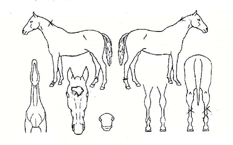 ����Ʈ�� ����,���,�޸�,�λ�,�ٸ��� Ư¡����