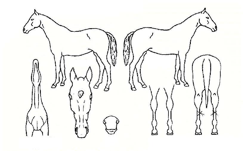 ��������ƽ�� ����,���,�޸�,�λ�,�ٸ��� Ư¡����