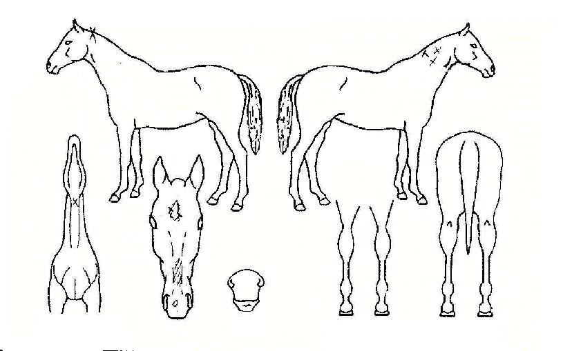 ¹«ÇѴ뱺ÀÇ Ãø¸é,¿ì¸é,µÞ¸é,µÎ»ó,´Ù¸®ÀÇ Æ¯Â¡µµÇØ