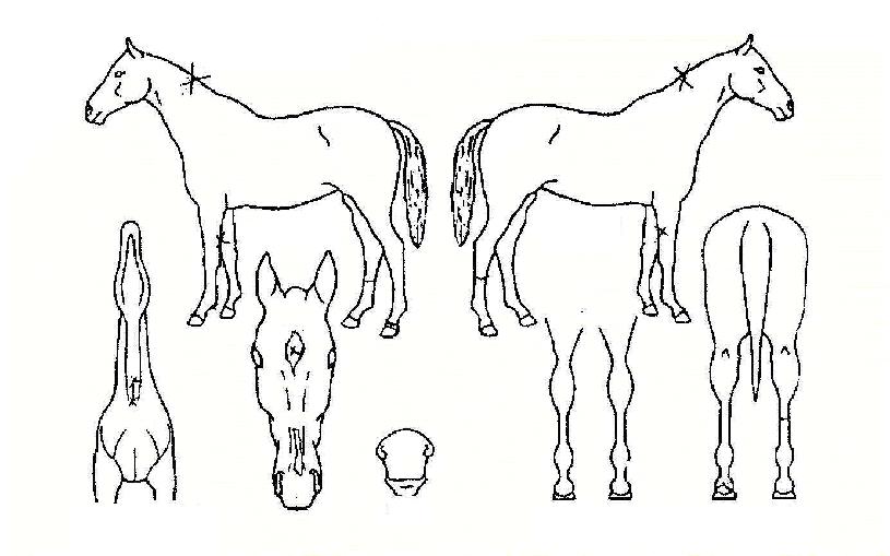 ��õ���� ����,���,�޸�,�λ�,�ٸ��� Ư¡����