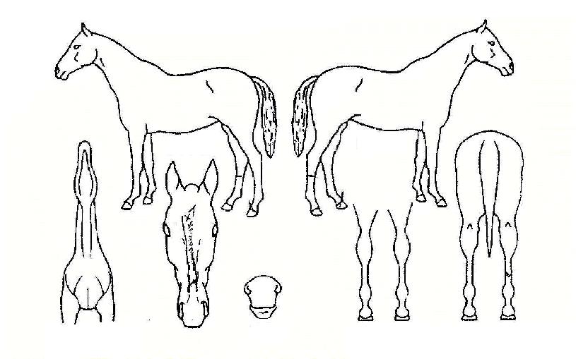 ��Ÿ������ ����,���,�޸�,�λ�,�ٸ��� Ư¡����