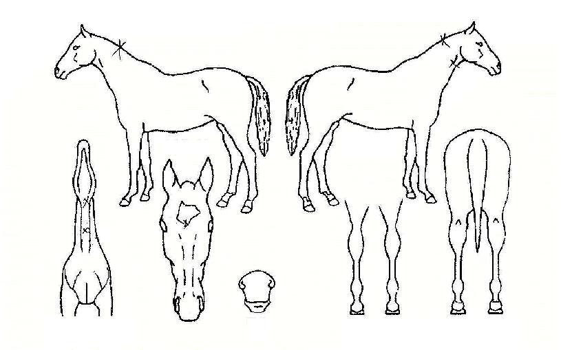 Å齺ŸÀÇ Ãø¸é,¿ì¸é,µÞ¸é,µÎ»ó,´Ù¸®ÀÇ Æ¯Â¡µµÇØ