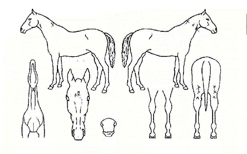 ÆæÅ¸°ïÀǺ°ÀÇ Ãø¸é,¿ì¸é,µÞ¸é,µÎ»ó,´Ù¸®ÀÇ Æ¯Â¡µµÇØ