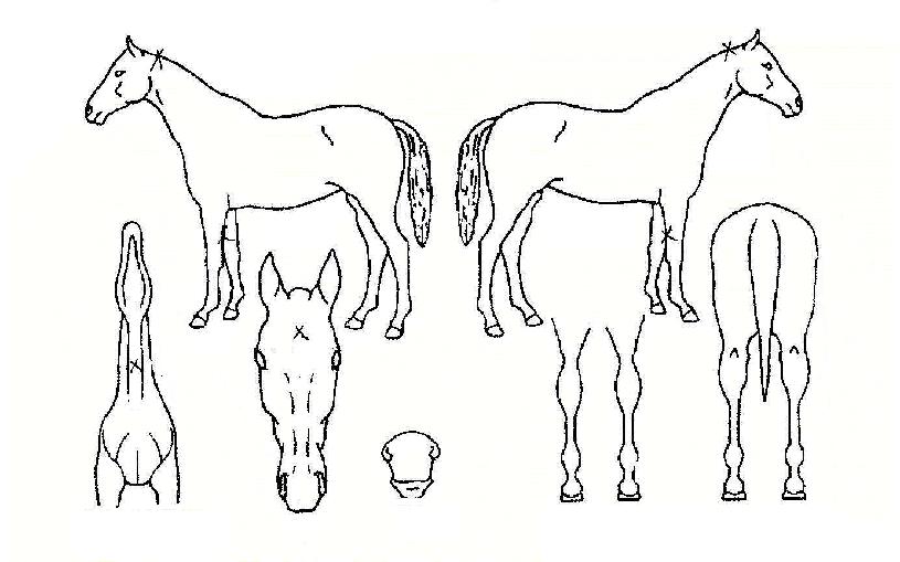 ºòÅ丮·±ÀÇ Ãø¸é,¿ì¸é,µÞ¸é,µÎ»ó,´Ù¸®ÀÇ Æ¯Â¡µµÇØ