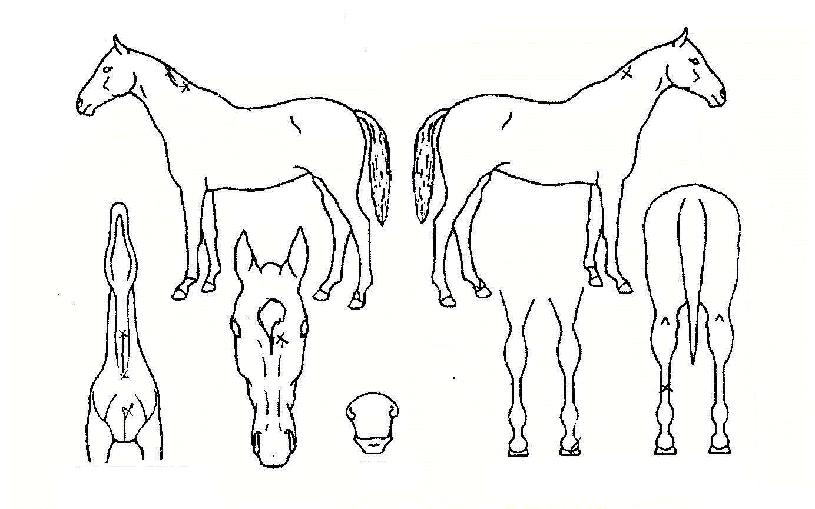 ¹Ì¼Òµë»ÒÀÇ Ãø¸é,¿ì¸é,µÞ¸é,µÎ»ó,´Ù¸®ÀÇ Æ¯Â¡µµÇØ