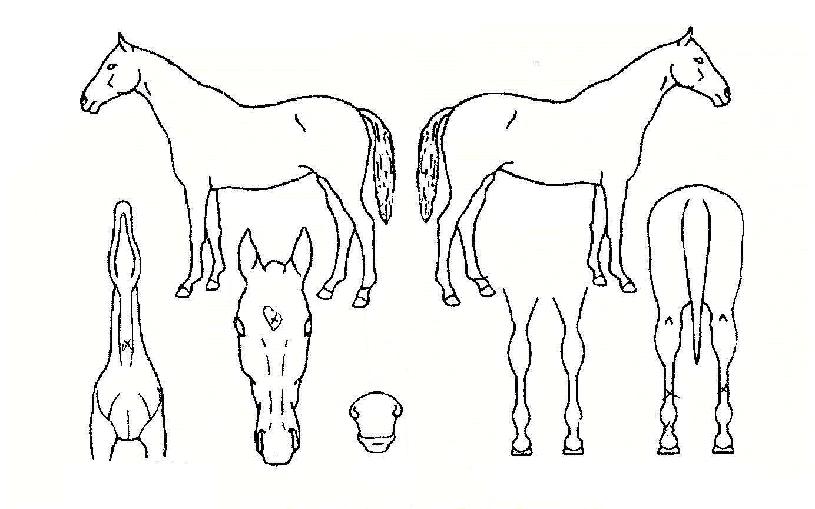 ���������� ����,���,�޸�,�λ�,�ٸ��� Ư¡����