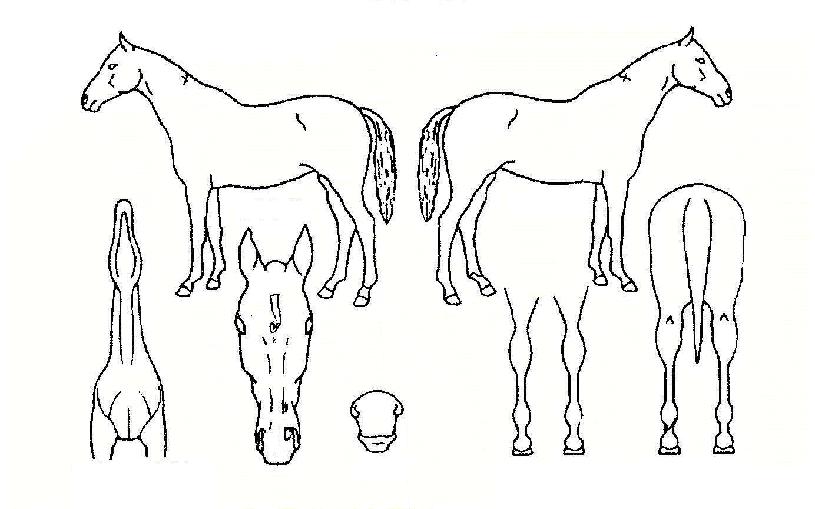 ��ǳ������ ����,���,�޸�,�λ�,�ٸ��� Ư¡����