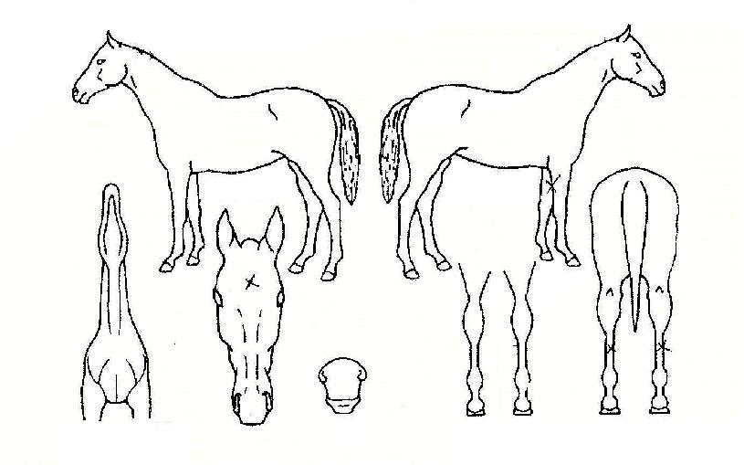 Ʈ����Ʈ���� ����,���,�޸�,�λ�,�ٸ��� Ư¡����