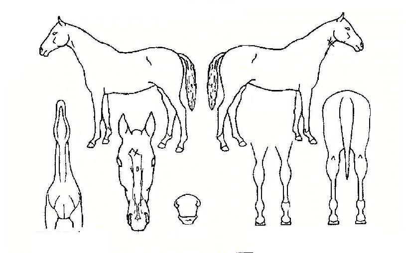 ±×·¹ÀÌ·»ÀÚ¸¶ÀÇ Ãø¸é,¿ì¸é,µÞ¸é,µÎ»ó,´Ù¸®ÀÇ Æ¯Â¡µµÇØ