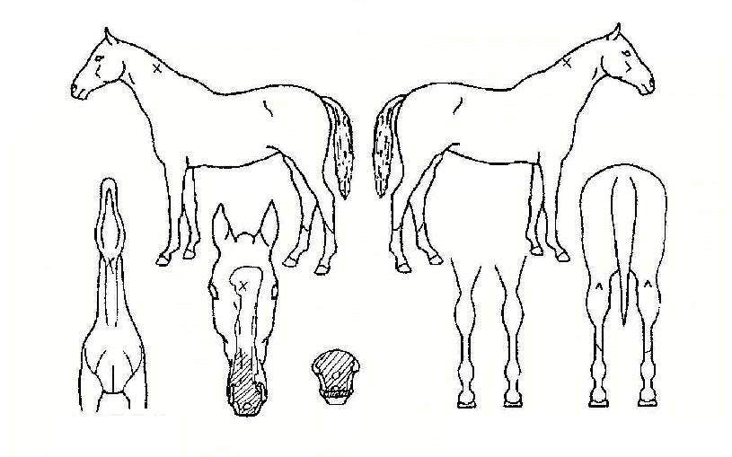 ¿Õ°Ë¼ºÀÇ Ãø¸é,¿ì¸é,µÞ¸é,µÎ»ó,´Ù¸®ÀÇ Æ¯Â¡µµÇØ