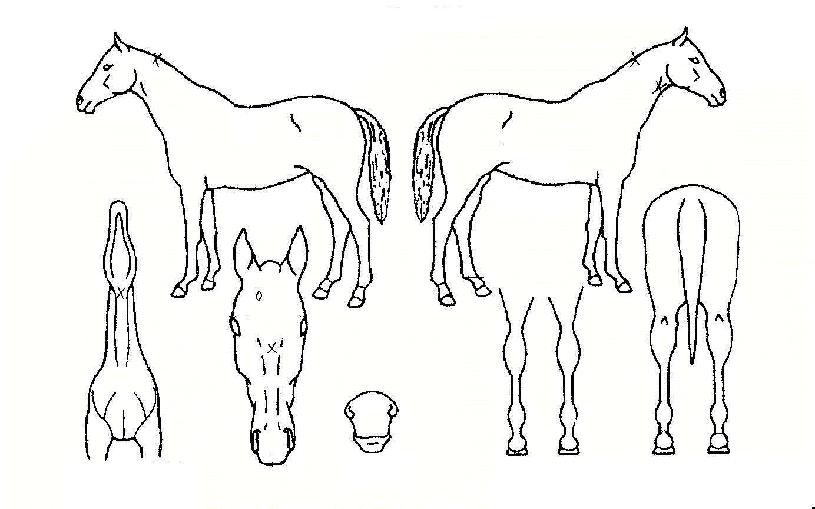 °í±ÝÁ¦ÀÏÀÇ Ãø¸é,¿ì¸é,µÞ¸é,µÎ»ó,´Ù¸®ÀÇ Æ¯Â¡µµÇØ