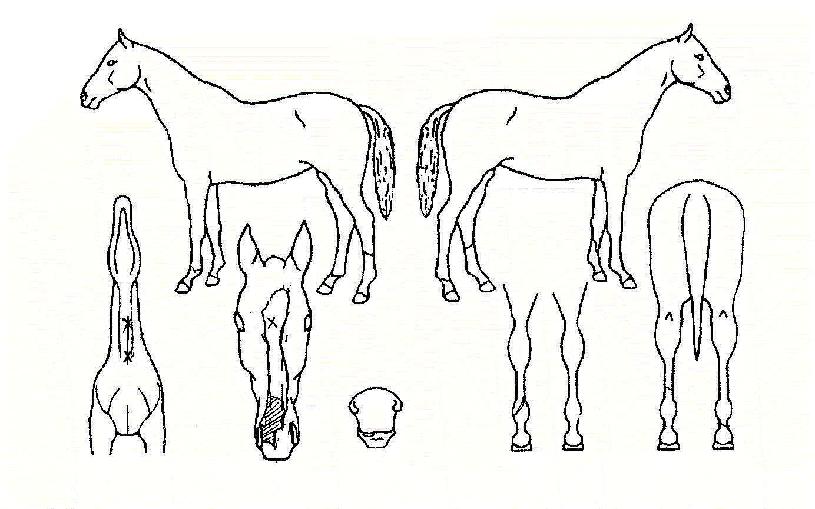 ¼Ò´ÐºÕÀÇ Ãø¸é,¿ì¸é,µÞ¸é,µÎ»ó,´Ù¸®ÀÇ Æ¯Â¡µµÇØ