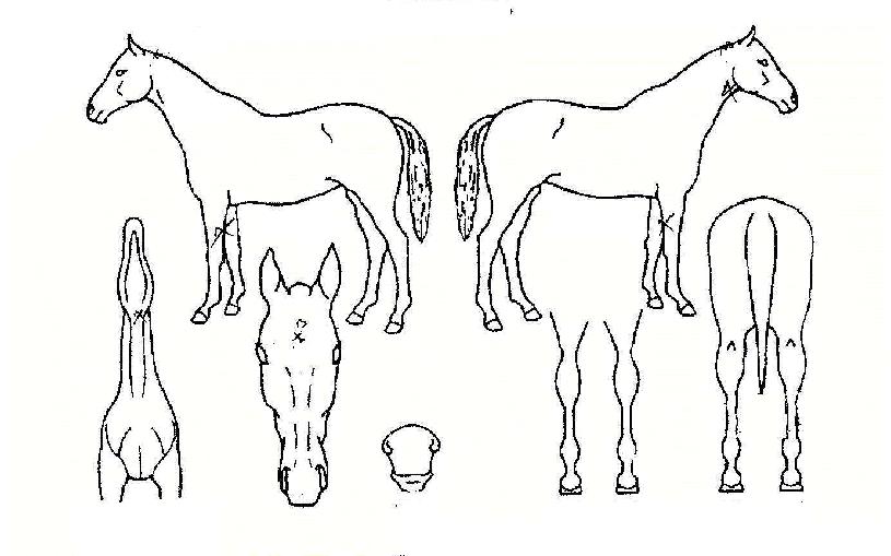 ������ ����,���,�޸�,�λ�,�ٸ��� Ư¡����