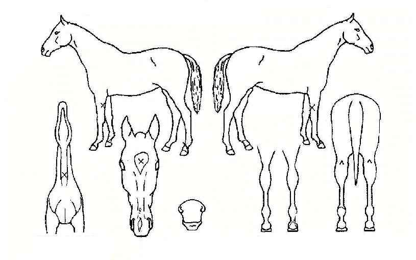 ¹éµÎÀü¼³ÀÇ Ãø¸é,¿ì¸é,µÞ¸é,µÎ»ó,´Ù¸®ÀÇ Æ¯Â¡µµÇØ