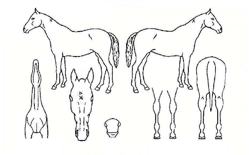 ��δ뼺�� ����,���,�޸�,�λ�,�ٸ��� Ư¡����