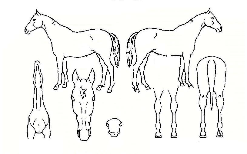 µ¶°í±¸ÆÐÀÇ Ãø¸é,¿ì¸é,µÞ¸é,µÎ»ó,´Ù¸®ÀÇ Æ¯Â¡µµÇØ