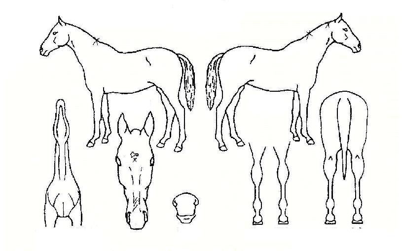 ºñ·æÆ¯±ÞÀÇ Ãø¸é,¿ì¸é,µÞ¸é,µÎ»ó,´Ù¸®ÀÇ Æ¯Â¡µµÇØ