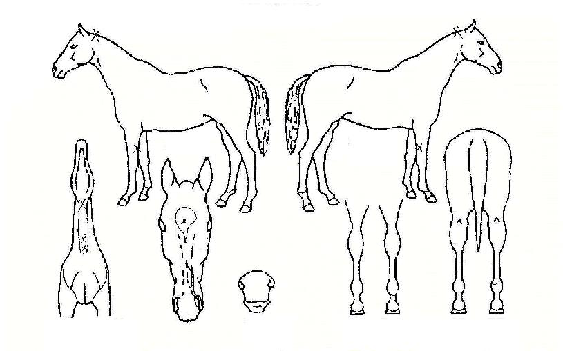 Àû´ëÀûÀÇ Ãø¸é,¿ì¸é,µÞ¸é,µÎ»ó,´Ù¸®ÀÇ Æ¯Â¡µµÇØ