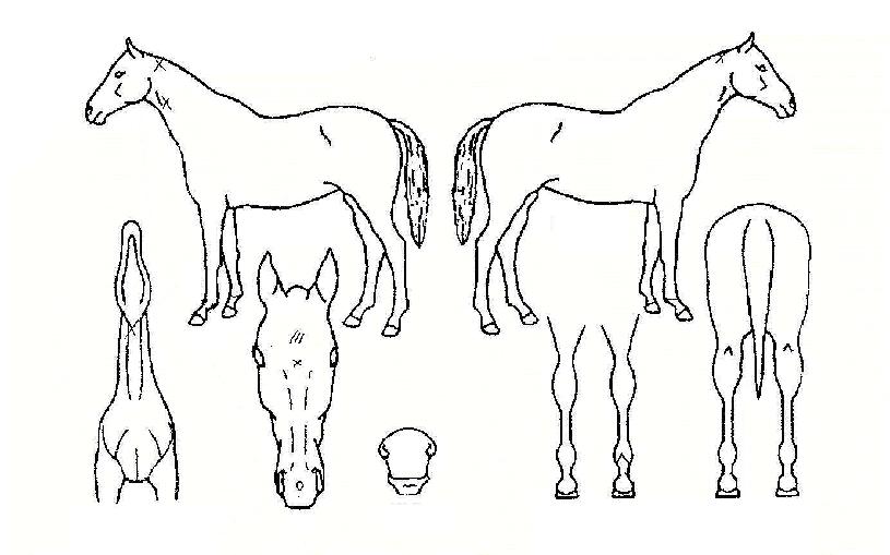 ���������� ����,���,�޸�,�λ�,�ٸ��� Ư¡����