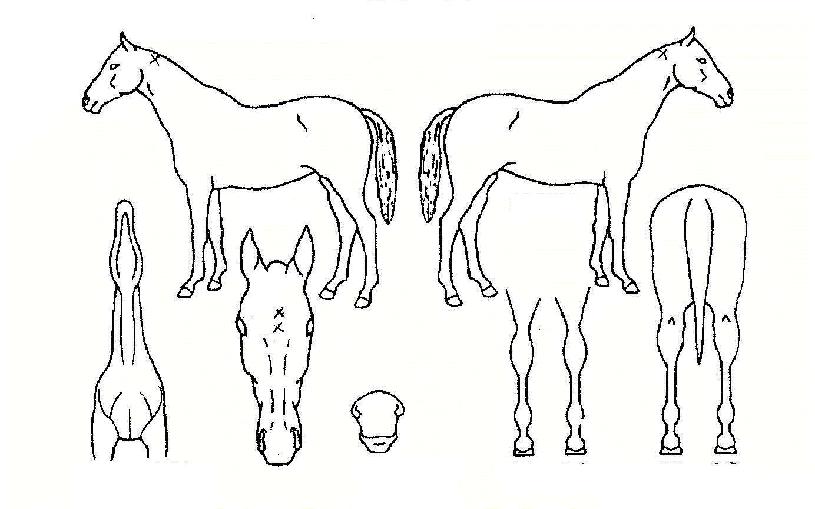 ���������� ����,���,�޸�,�λ�,�ٸ��� Ư¡����