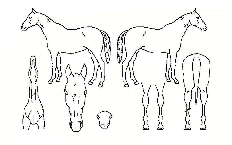 Äý¾îºê°úõÀÚ¸¶ÀÇ Ãø¸é,¿ì¸é,µÞ¸é,µÎ»ó,´Ù¸®ÀÇ Æ¯Â¡µµÇØ