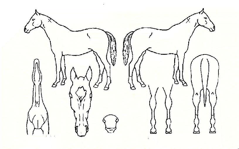 ÈûÂùµµ¾àÀÇ Ãø¸é,¿ì¸é,µÞ¸é,µÎ»ó,´Ù¸®ÀÇ Æ¯Â¡µµÇØ