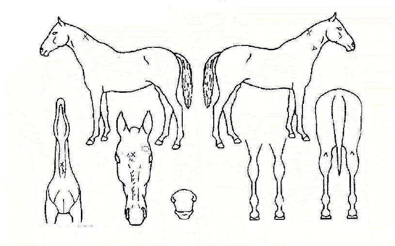 ´ë·ú½ÅÈÀÇ Ãø¸é,¿ì¸é,µÞ¸é,µÎ»ó,´Ù¸®ÀÇ Æ¯Â¡µµÇØ