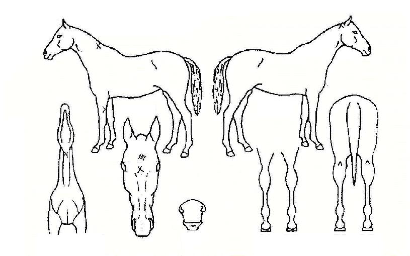 ���������� ����,���,�޸�,�λ�,�ٸ��� Ư¡����