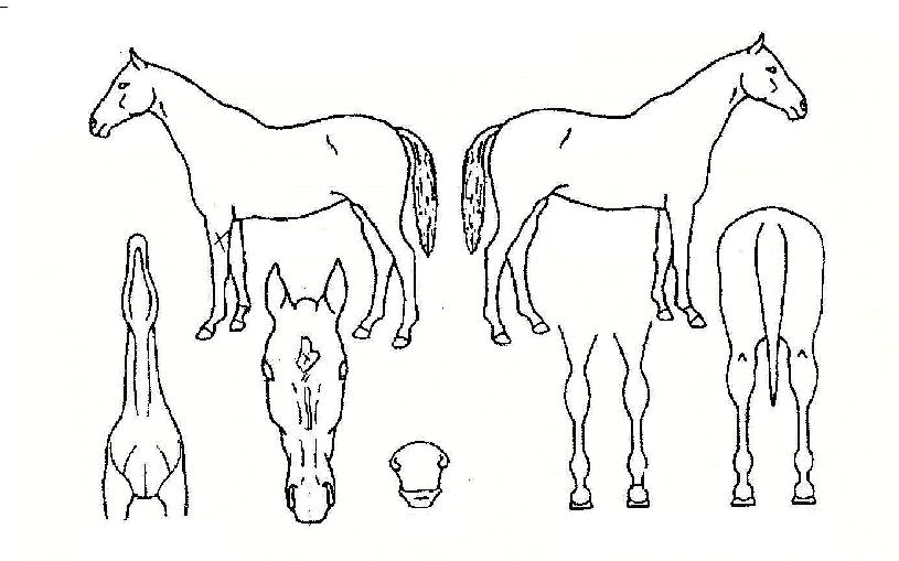 ž����Ʈ�� ����,���,�޸�,�λ�,�ٸ��� Ư¡����