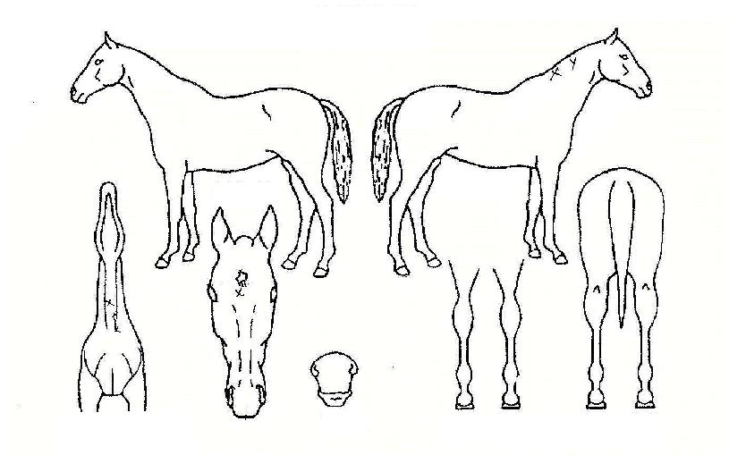 ������ ����,���,�޸�,�λ�,�ٸ��� Ư¡����