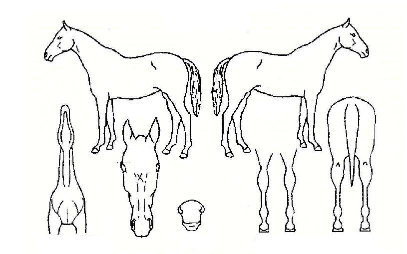 ȼøµ¿ÀÚÀÇ Ãø¸é,¿ì¸é,µÞ¸é,µÎ»ó,´Ù¸®ÀÇ Æ¯Â¡µµÇØ